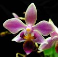 Phal. equestris 'Angel Orchids No. 2'